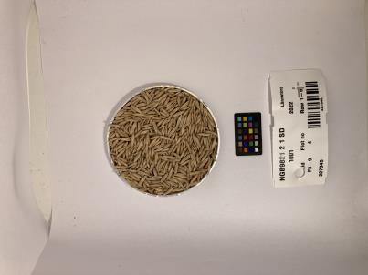 Click for 1 image(s) for this accession. SEED